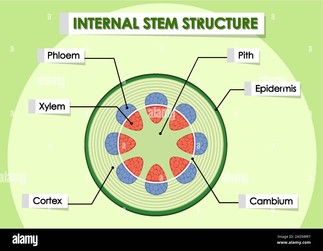 Schéma de structure de la tige interne illustration Illustration de Vecteur