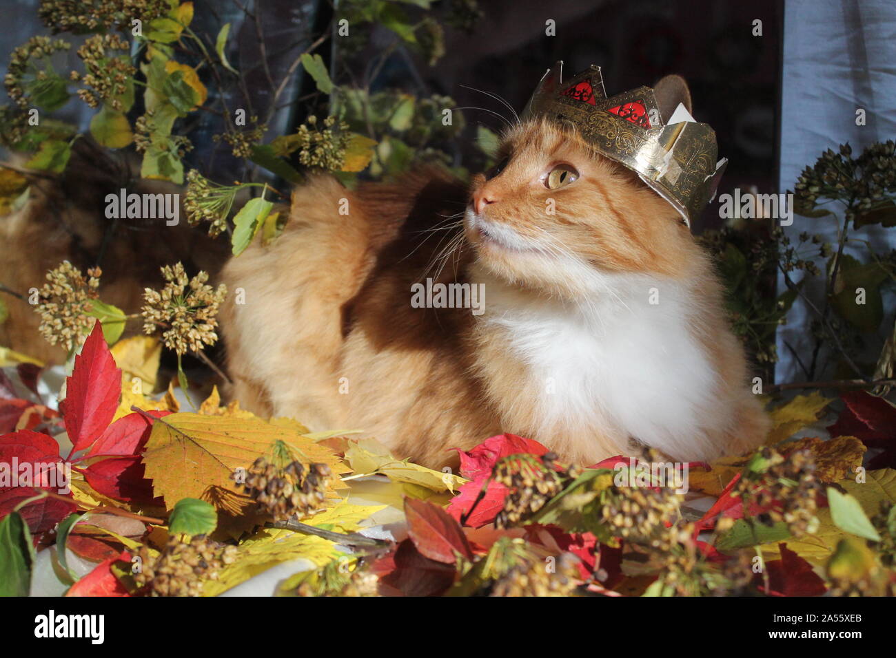 Belle fluffy cat en couronne d'or sur la tête poser sur le feuillage d'automne lumineux Banque D'Images