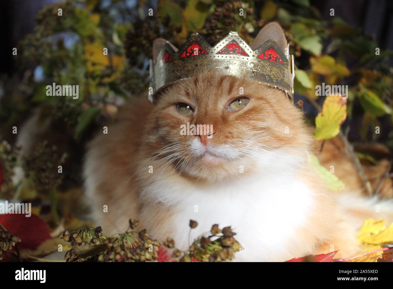 Belle fluffy cat en couronne d'or sur la tête poser sur le feuillage d'automne lumineux Banque D'Images