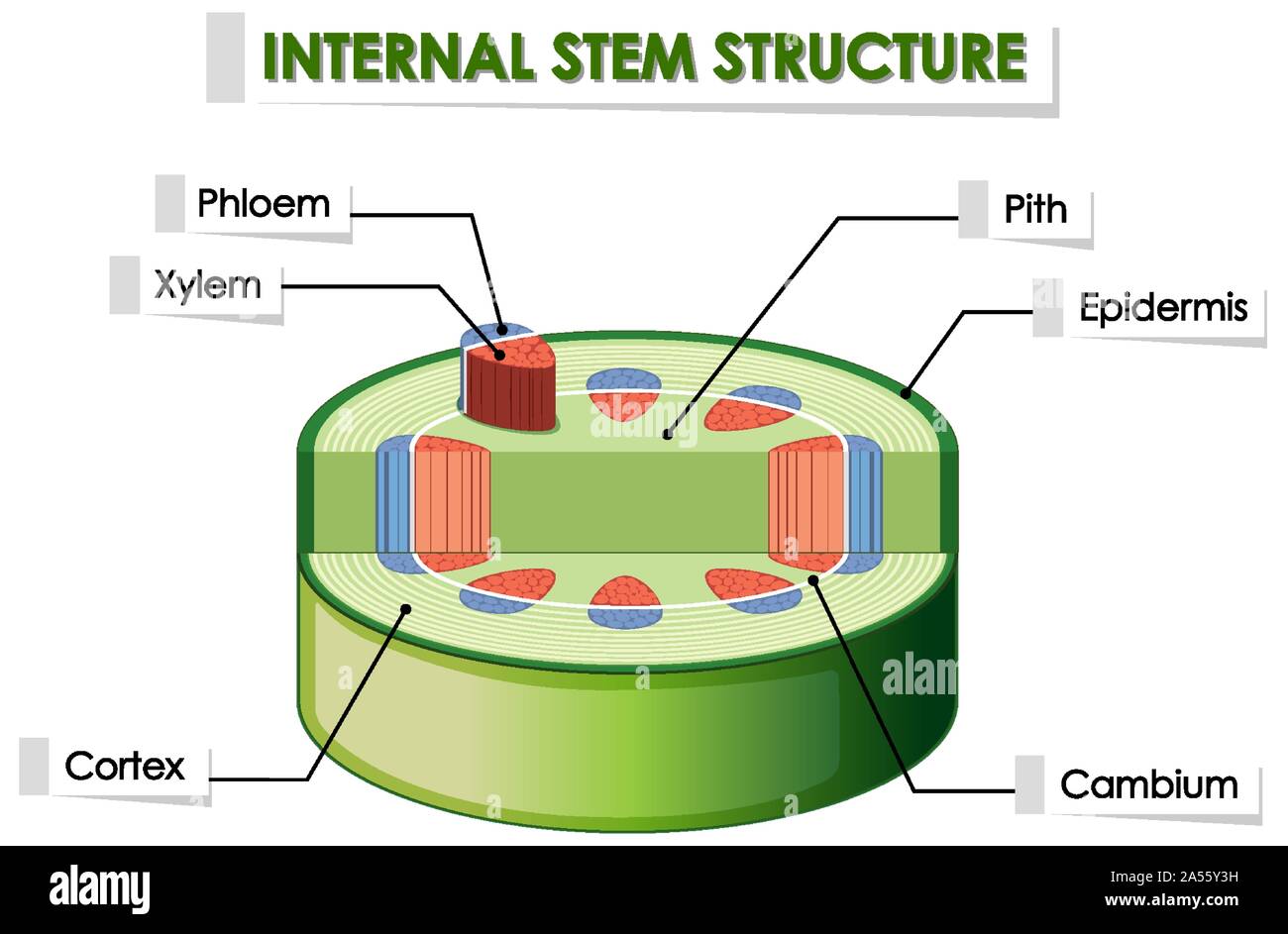 Schéma de structure de la tige interne illustration Illustration de Vecteur