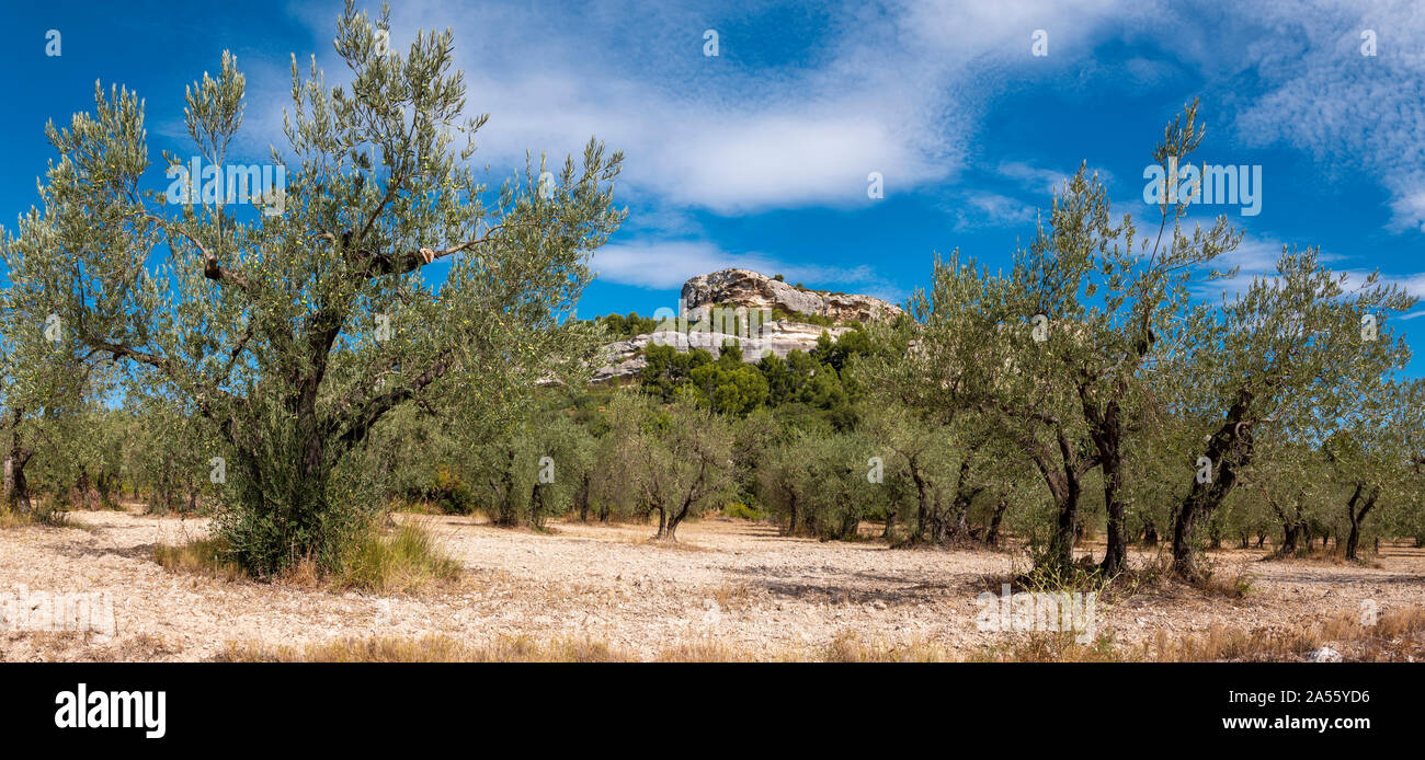 Olive Grove à Les Baux-de-Provence, France. Banque D'Images