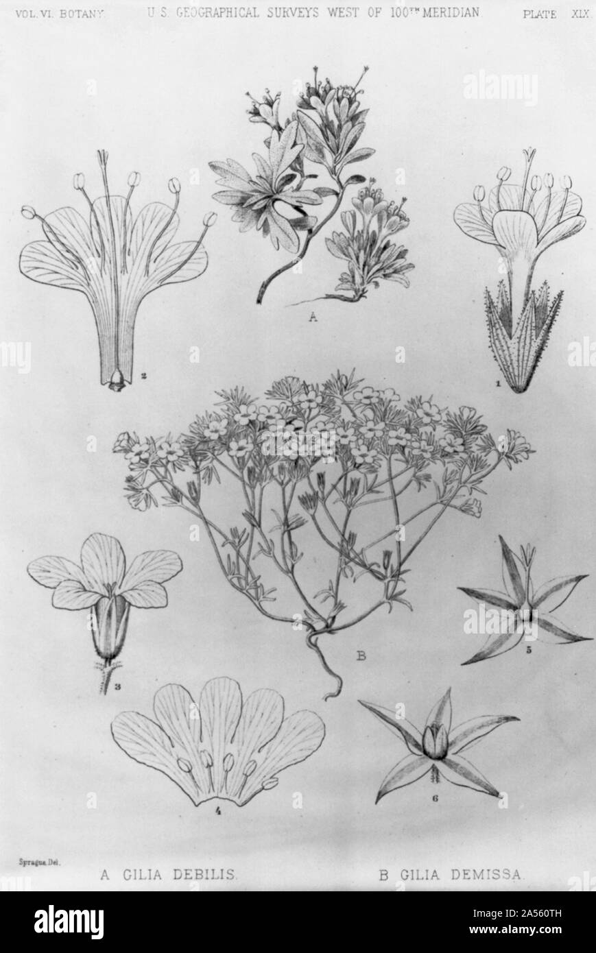 Différentes fleurs sauvages Banque D'Images