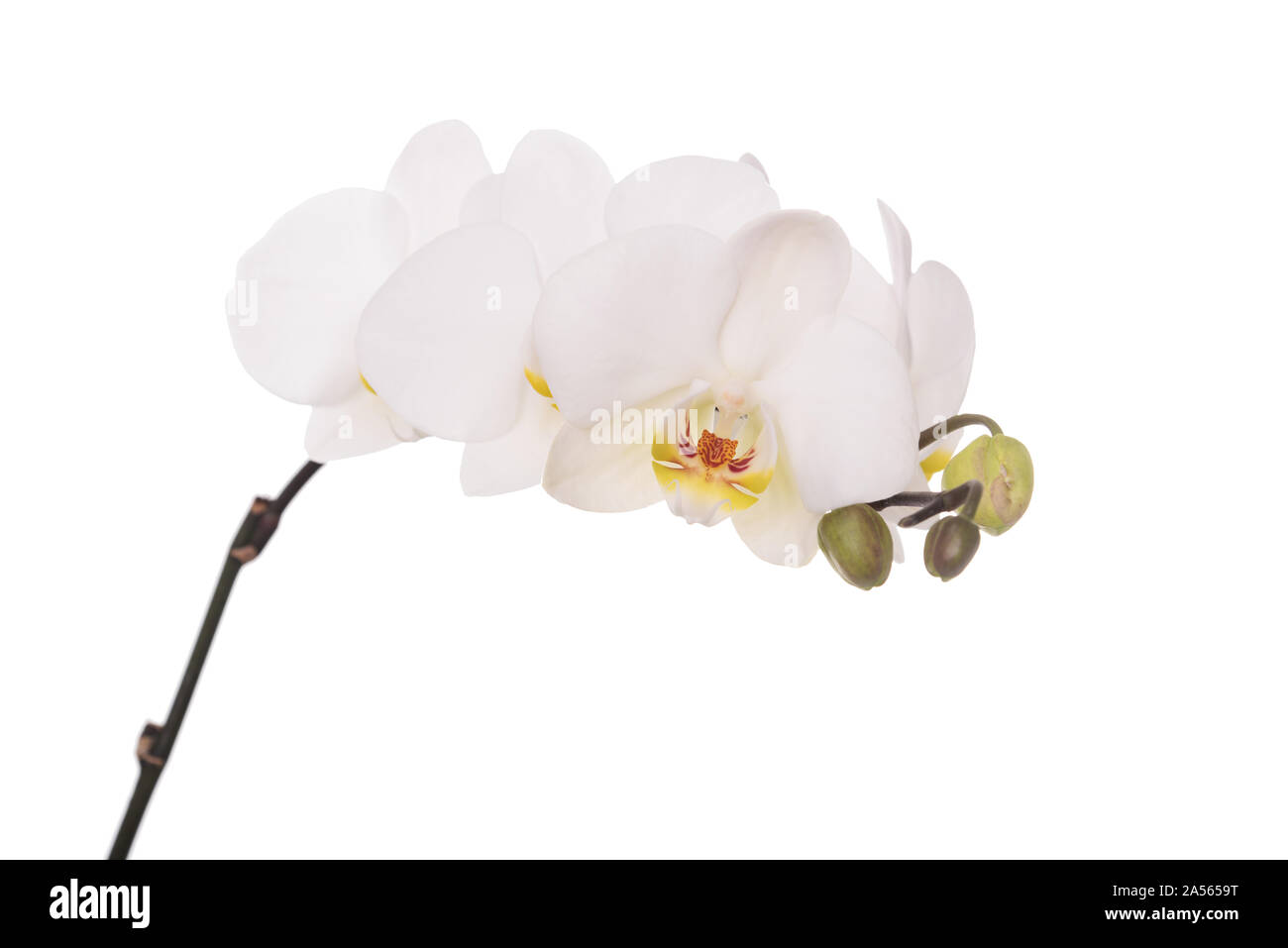 Une orchidée fleur sur fond blanc. Banque D'Images