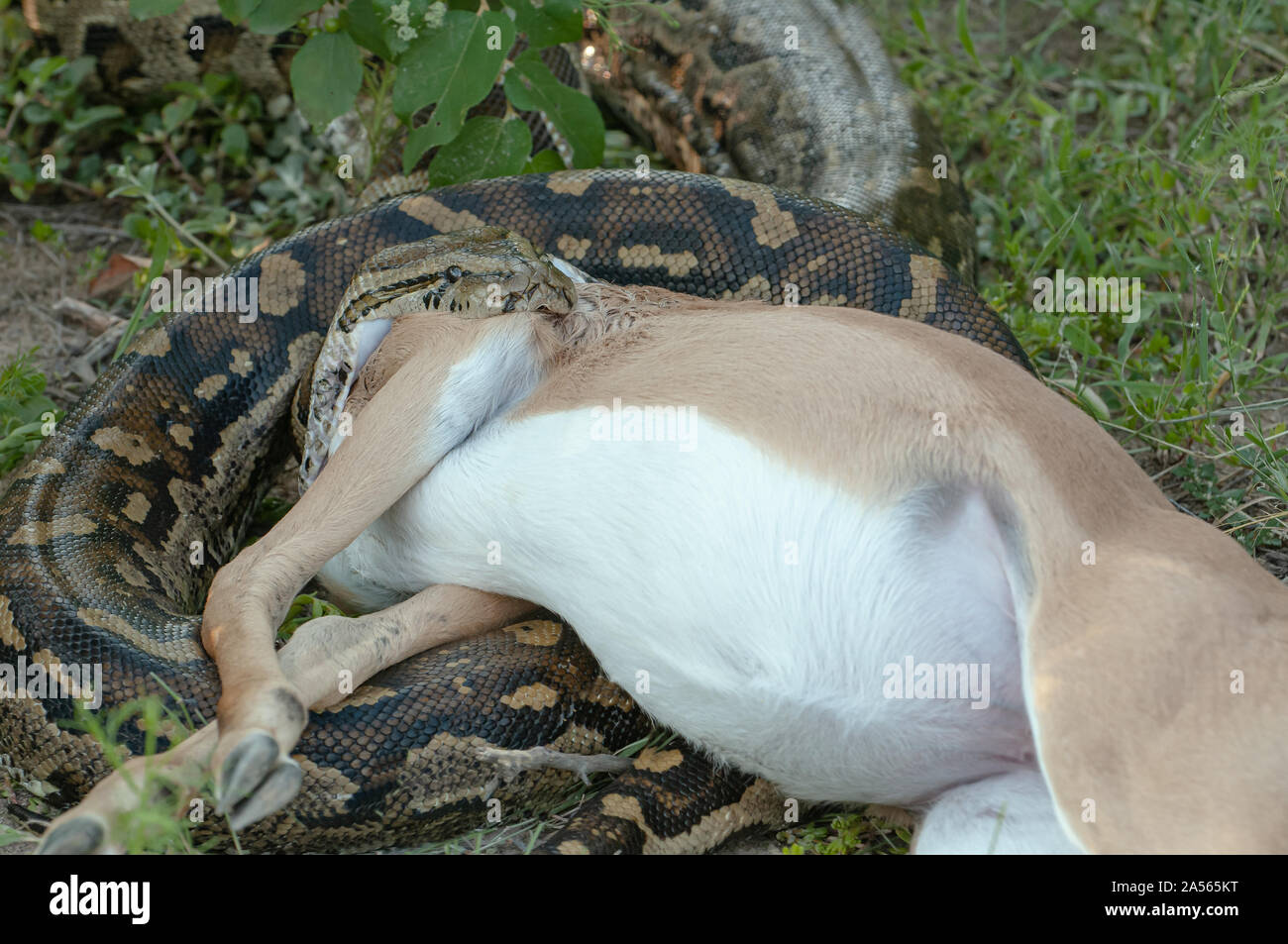 Grand serpent Python en Afrique du Sud tentent de manger de l'Antilope Impala Banque D'Images