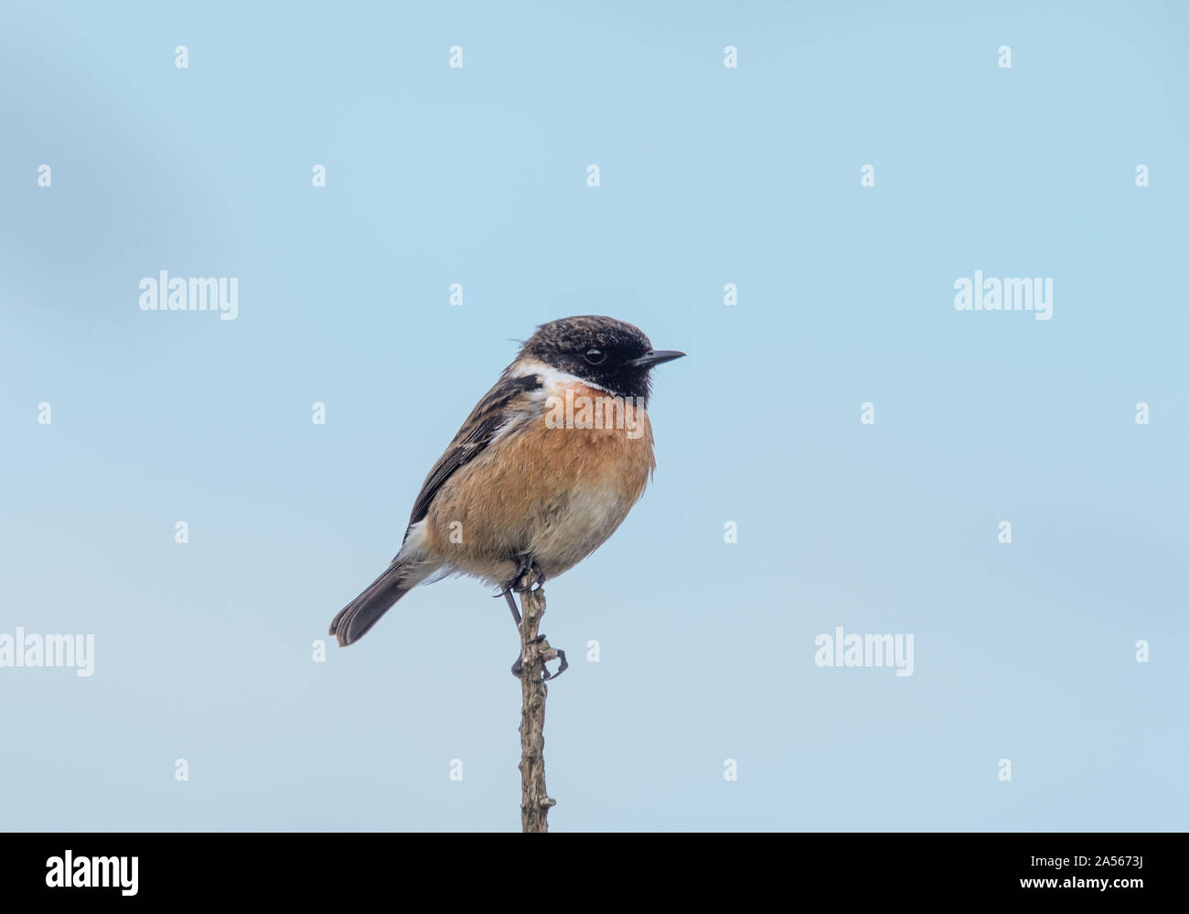 Stonechat Saxicola rubicola sur une succursale, Ecosse, Royaume-Uni Banque D'Images