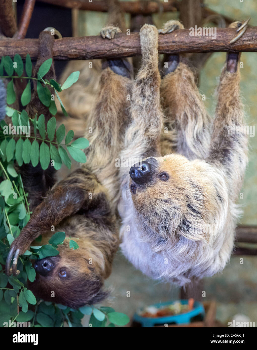 18 octobre 2019, la Saxe-Anhalt, Halle (Saale) : Paula (r), la plus ancienne au monde, la paresse est accroché sur une branche après l'annonce de Guinnes World Records pour la plus ancienne sloth dans le monde. La paresse les plus vieux du monde, âgé de 50 ans, a été reconnu à temps pour la Journée mondiale de la paresse (19 octobre). Le paresseux à deux doigts pour dame a vécu dans le Bergzoo Halle (Saale) depuis 1971 et a célébré son anniversaire en juin. Selon le zoo, à la fin de 2018 il y avait 65 des paresseux dans les zoos et 266 en Europe. Photo : Jens Büttner/dpa-Zentralbild/dpa Banque D'Images