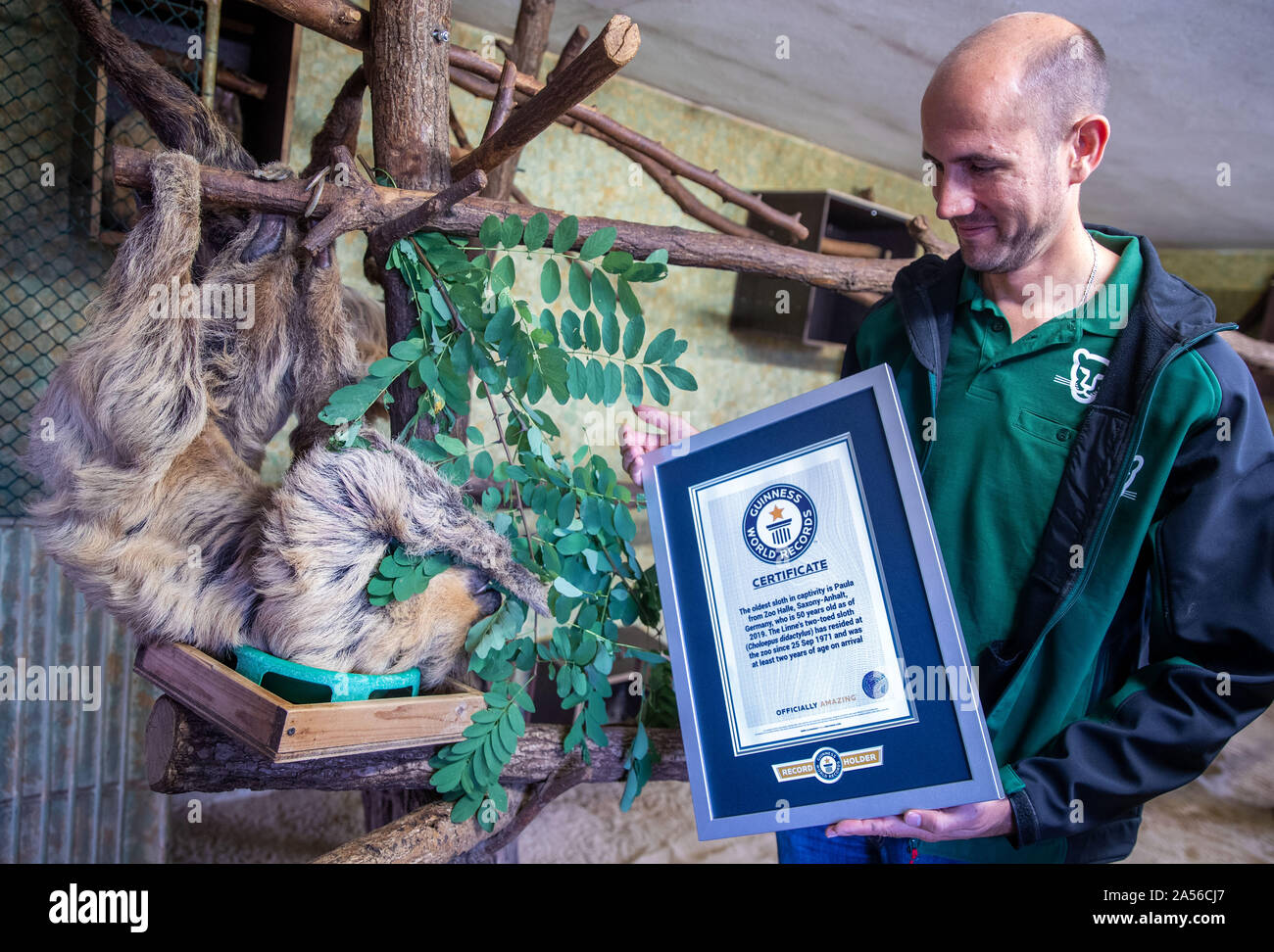 18 octobre 2019, la Saxe-Anhalt, Halle (Saale) : directeur du Zoo Dennis Müller détient le certificat officiel de Guinnes World Records côté du plus vieux sloth dans le monde, Paula, à Halle Zoo. La paresse les plus vieux du monde, âgé de 50 ans, a été reconnu à temps pour la Journée mondiale de la paresse (19 octobre). Le paresseux à deux doigts pour dame a vécu dans le Bergzoo Halle (Saale) depuis 1971 et a célébré son anniversaire en juin. Selon le zoo, à la fin de 2018 il y avait 65 des paresseux dans les zoos et 266 en Europe. Photo : Jens Büttner/dpa-Zentralbild/dpa Banque D'Images