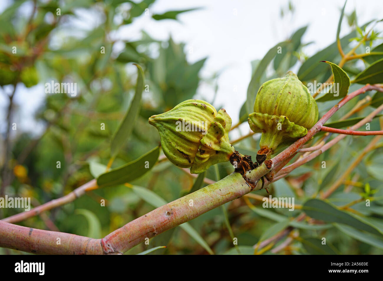 Vue d'un eucalyptus Mallee du Ramel (rameliana) fleur en Australie Banque D'Images