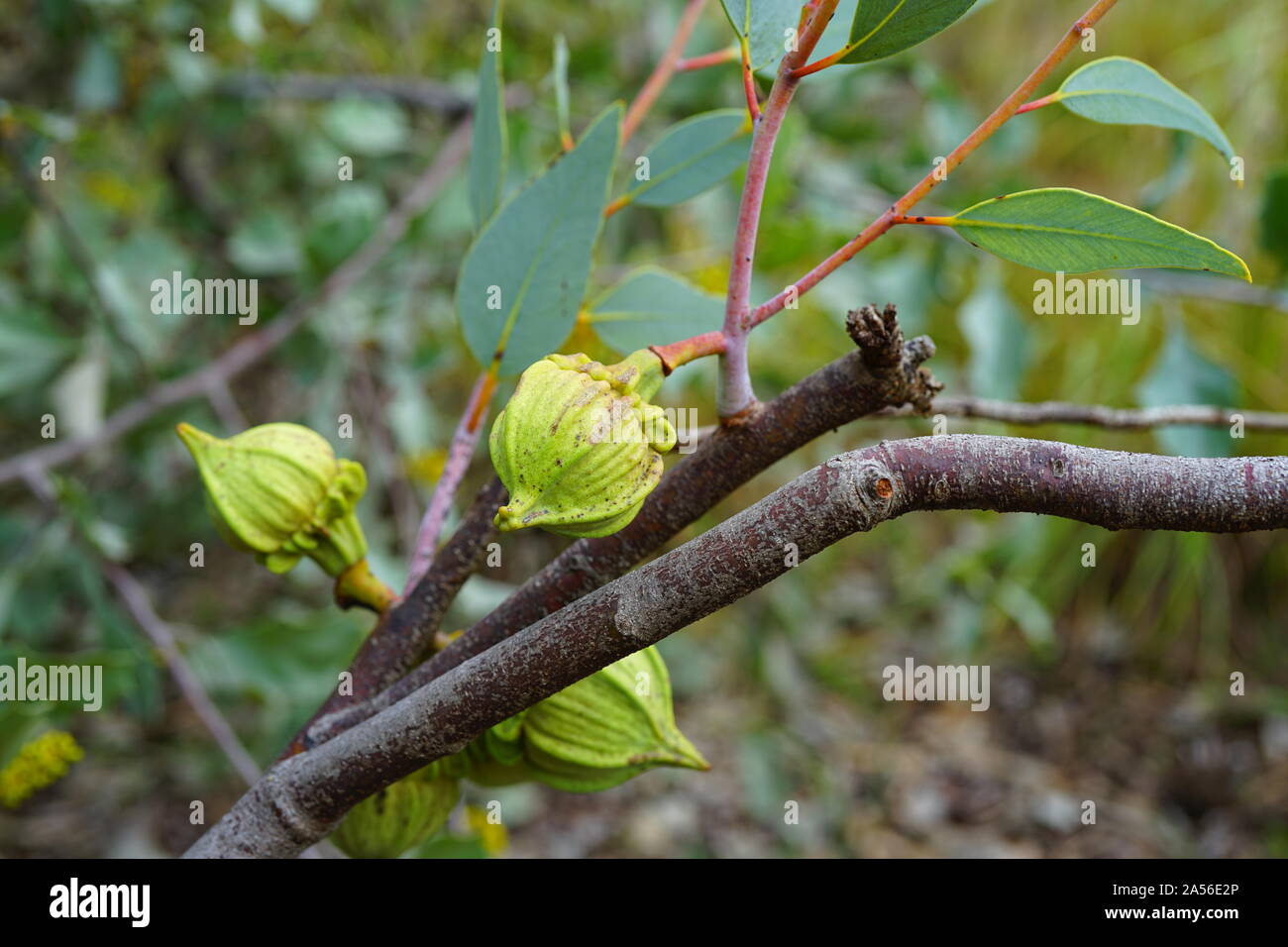 Vue d'un eucalyptus Mallee du Ramel (rameliana) fleur en Australie Banque D'Images