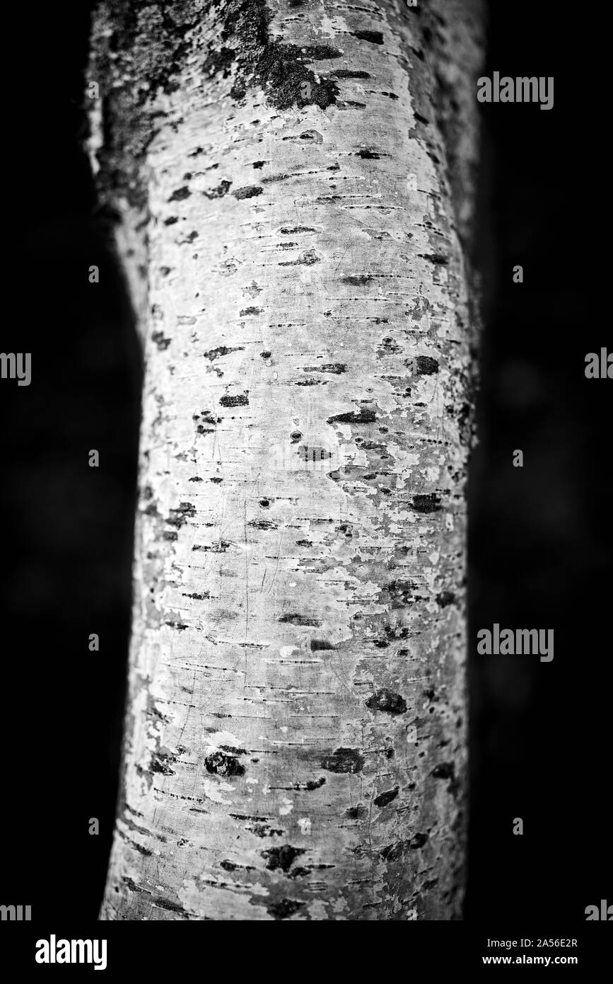 B&W libre de bouleau l'écorce des arbres. Banque D'Images