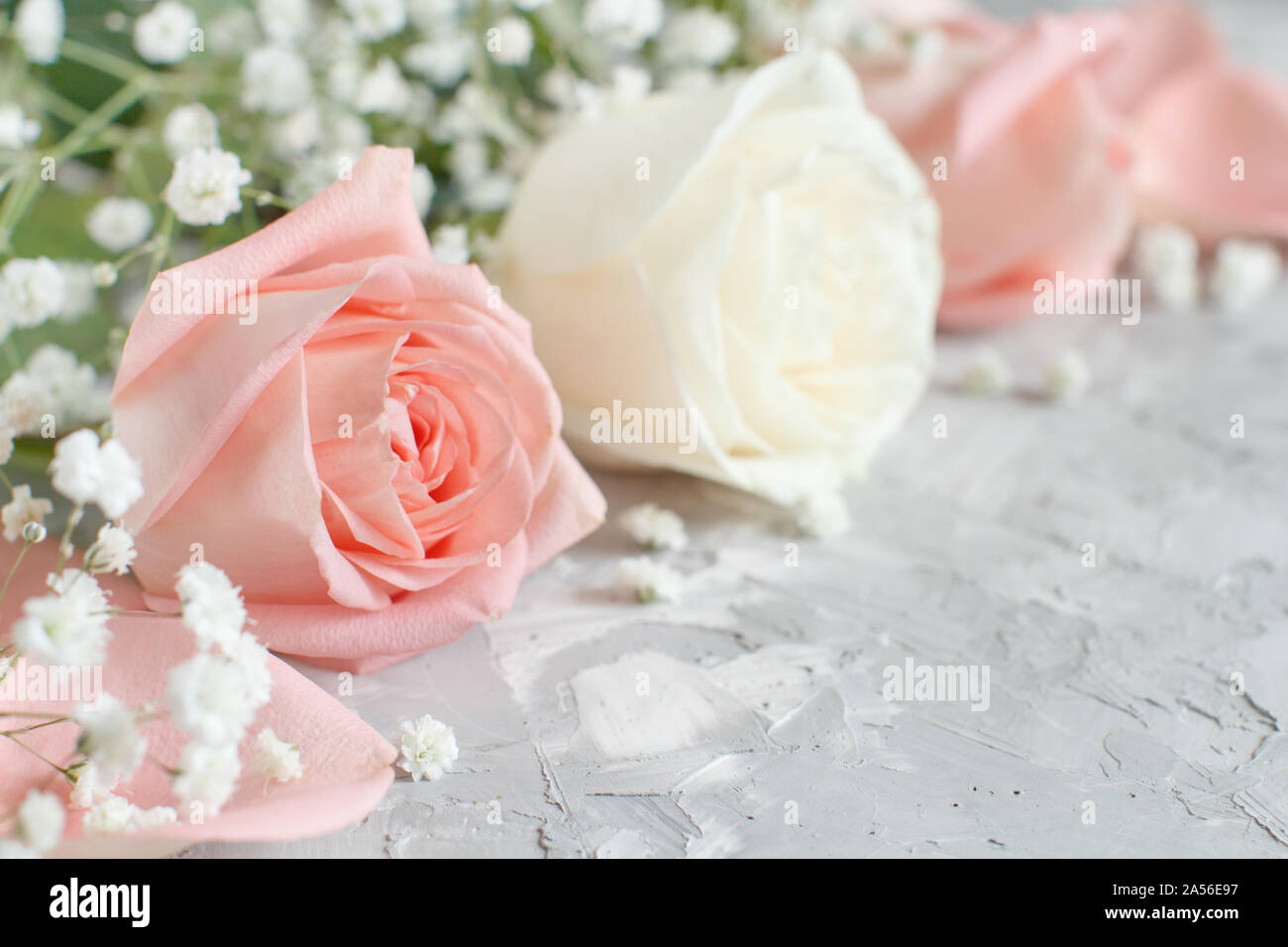 Des roses crème et rose avec petites fleurs blanches close up sur fond gris  Photo Stock - Alamy