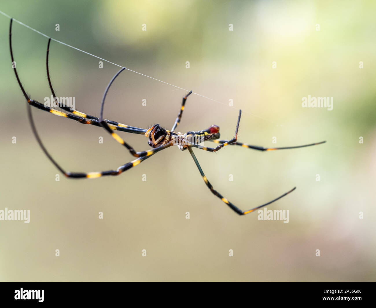 Une Nephila clavata, un type d'orb weaver spider originaire du Japon où elle est appelée-joro joro gumo ou spider, attend dans son site web de proies. Banque D'Images