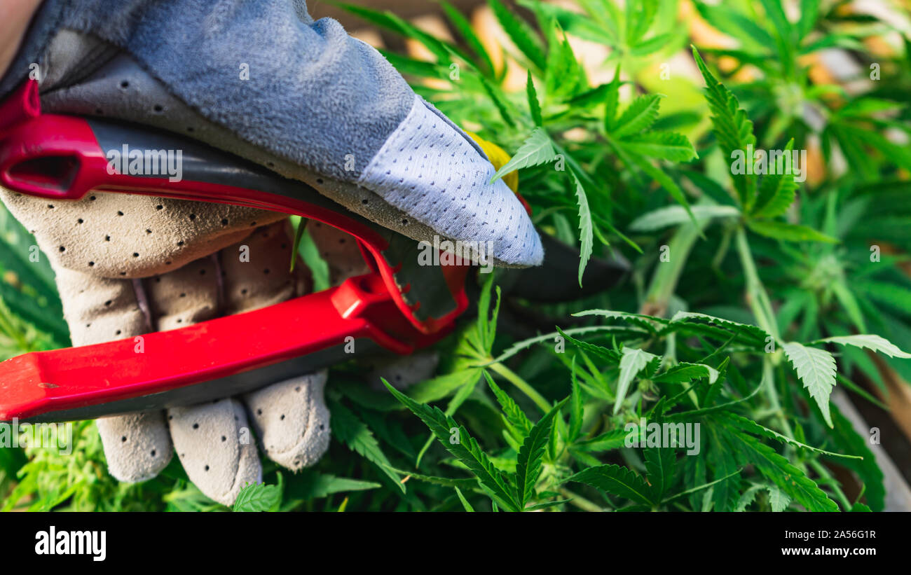 Culture de cannabis, Gros plan sur sa main à l'aide d'un sécateur sur la récolte de cannabis Banque D'Images