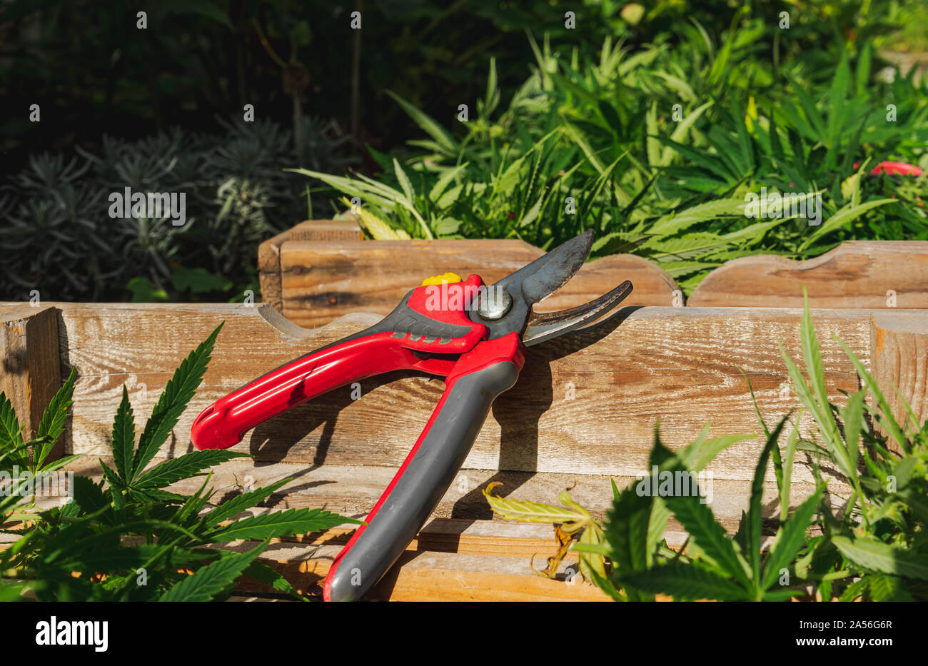 Les cisaillements de close-up dans des caisses en bois avec la récolte de cannabis Banque D'Images
