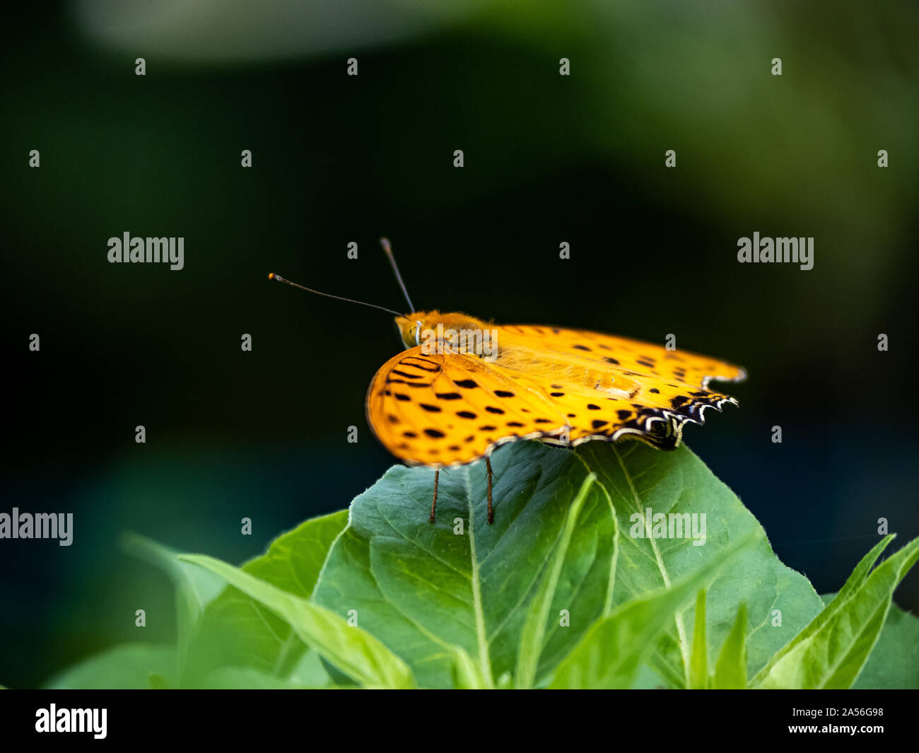 Un Indien fritillary butterfly, Argynnis hyperbius, repose sur une feuille dans un jardin japonais, près de Yokohama, Japon. Banque D'Images