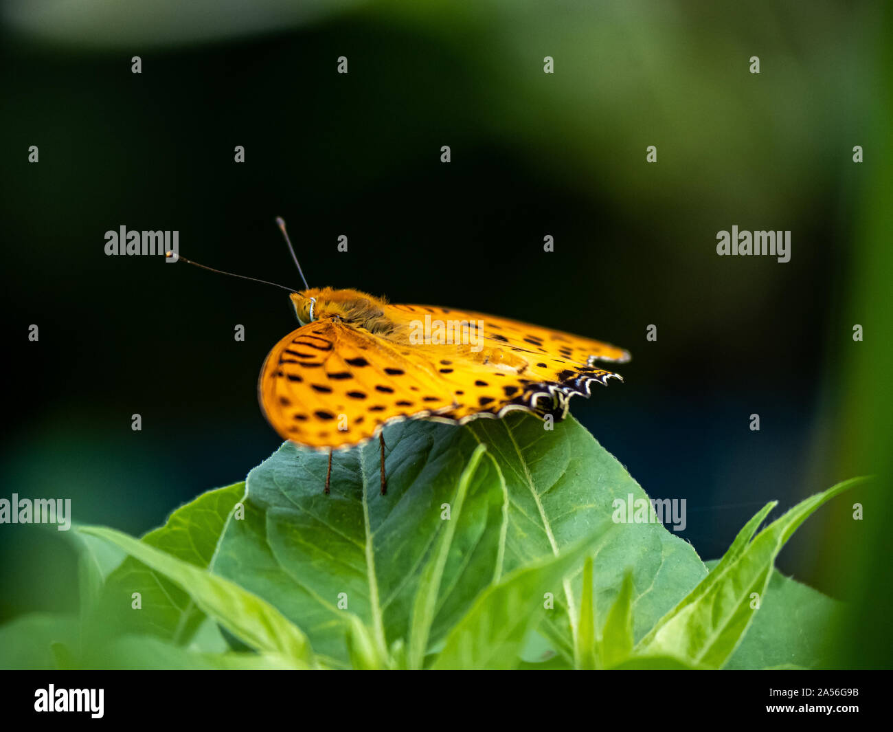 Un Indien fritillary butterfly, Argynnis hyperbius, repose sur une feuille dans un jardin japonais, près de Yokohama, Japon. Banque D'Images