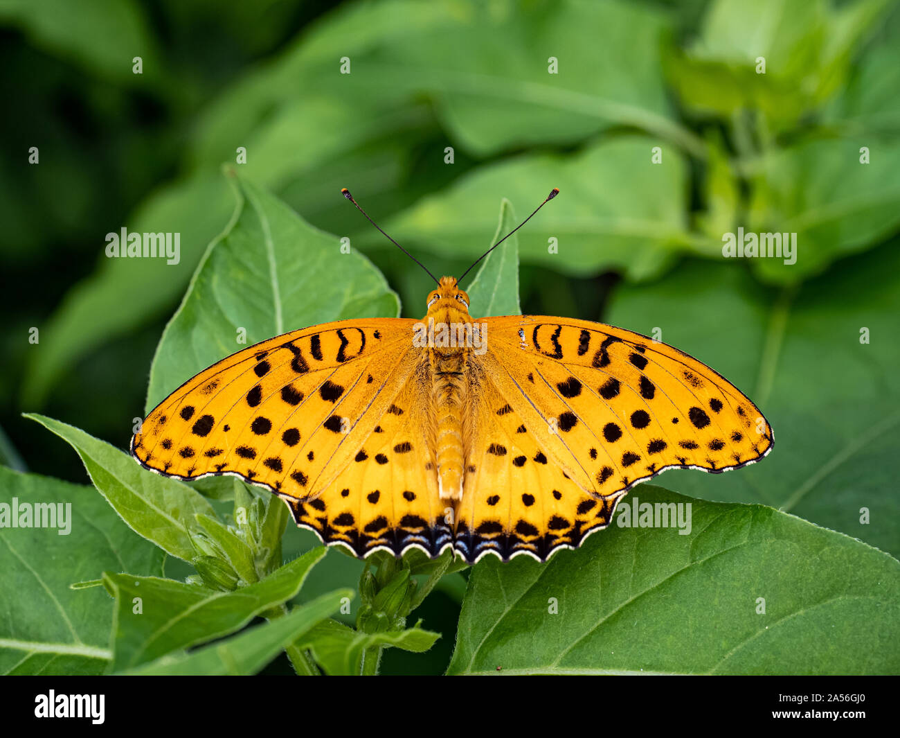 Un Indien fritillary butterfly, Argynnis hyperbius, repose sur une feuille dans un jardin japonais, près de Yokohama, Japon. Banque D'Images