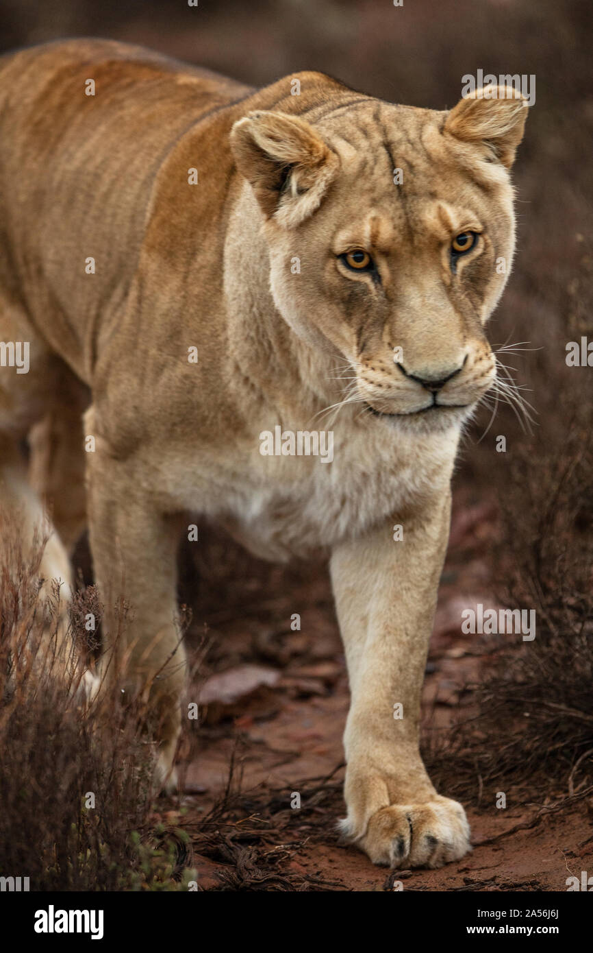 Lionne dans la réserve naturelle, la rivière Touws, Western Cape, Afrique du Sud Banque D'Images