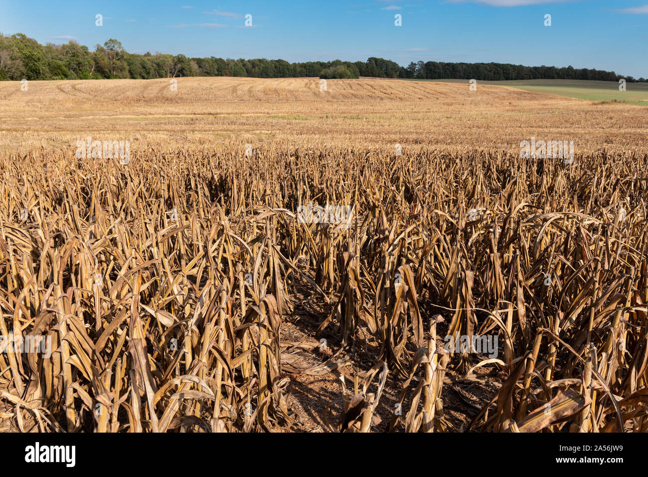 Champ de sorgho ou de mil après la récolte des plantes visibles avec la réutilisation et un sol fertile. Banque D'Images