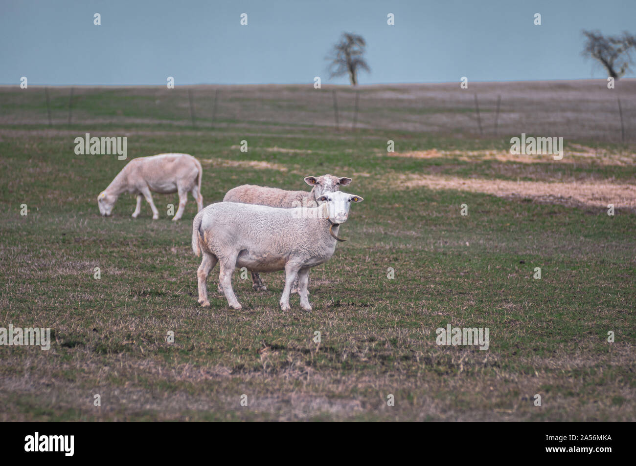 Troupeau de moutons sur les pâturages secs avec ciel bleu pâle Banque D'Images