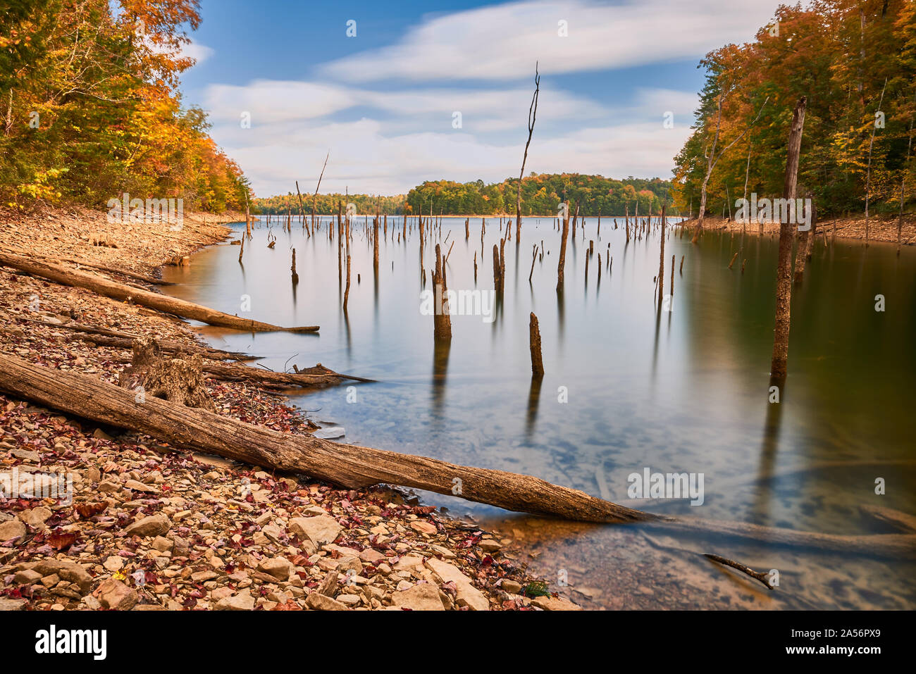 Les souches d'arbres morts à Laurel Lake. Banque D'Images