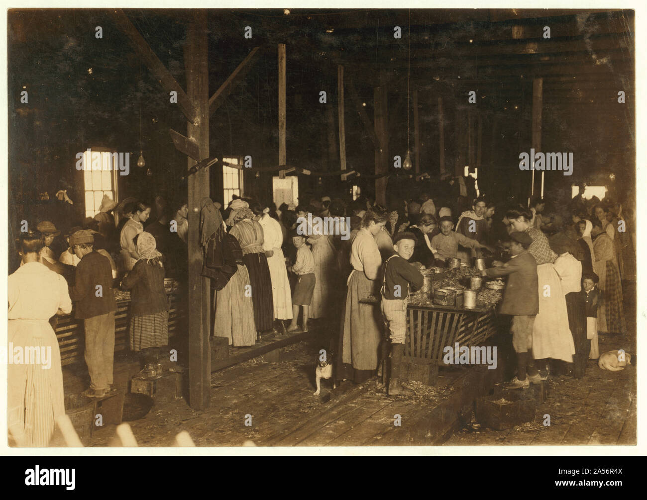 Vue de la Gorenflo Canning Co., Biloxi, Mississippi prise à 7h00 plusieurs minuscules travailleurs ici, dont certains ont commencé à arriver dès 5 heures, et [sic] l'heure avant qu'on leur a permis de commencer à travailler, et bien avant l'heure sur un linge humide, jour brumeux. Le sifflet avait soufflé et ils vinrent et se tinrent autour seulement de tenir leur place. Lorsque la capture a été bon de commencer à travailler tôt, mais aujourd'hui, il n'était pas bon donc ils étaient en attente de la lumière du jour. Dans ce groupe J'ai vérifié l'âge de quelques-uns, comme suit, 1 enfant de 6 ans, 1 de 7, 2 de 8, 1 de 10, et il y avait beaucoup d'autres. Voir également le rapport. Résumé : Phot Banque D'Images