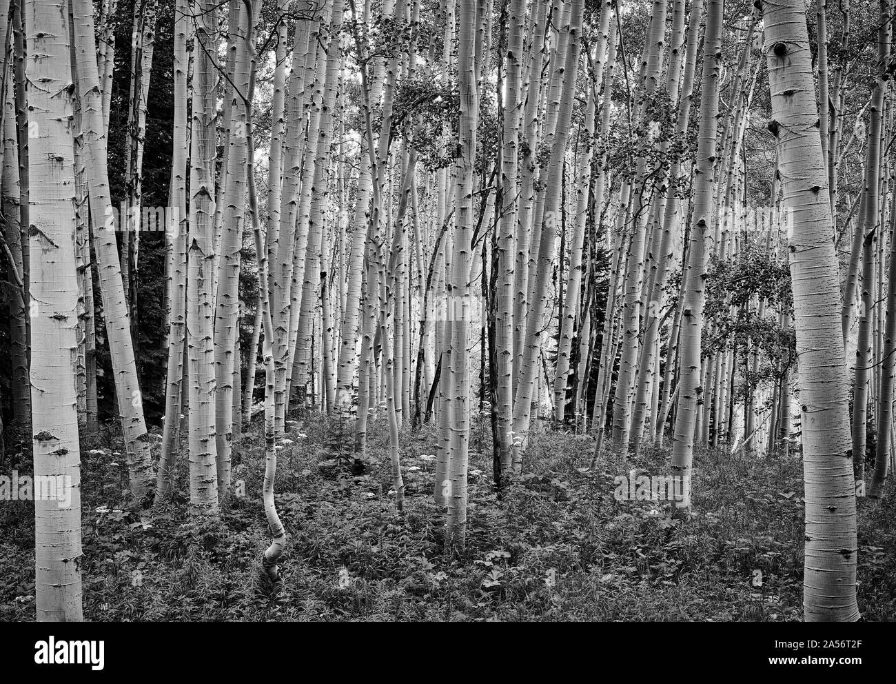 Aspen Grove Banque D'Images