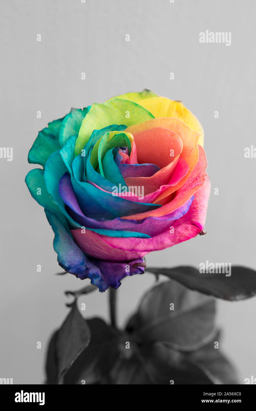 Fleur rose multicolore, Close up of rainbow rose ou rose heureux Photo  Stock - Alamy