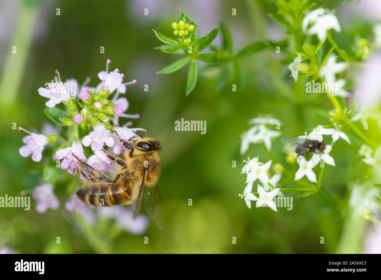 Bee gathering pollen sur l'origan fleur à l'été. Banque D'Images