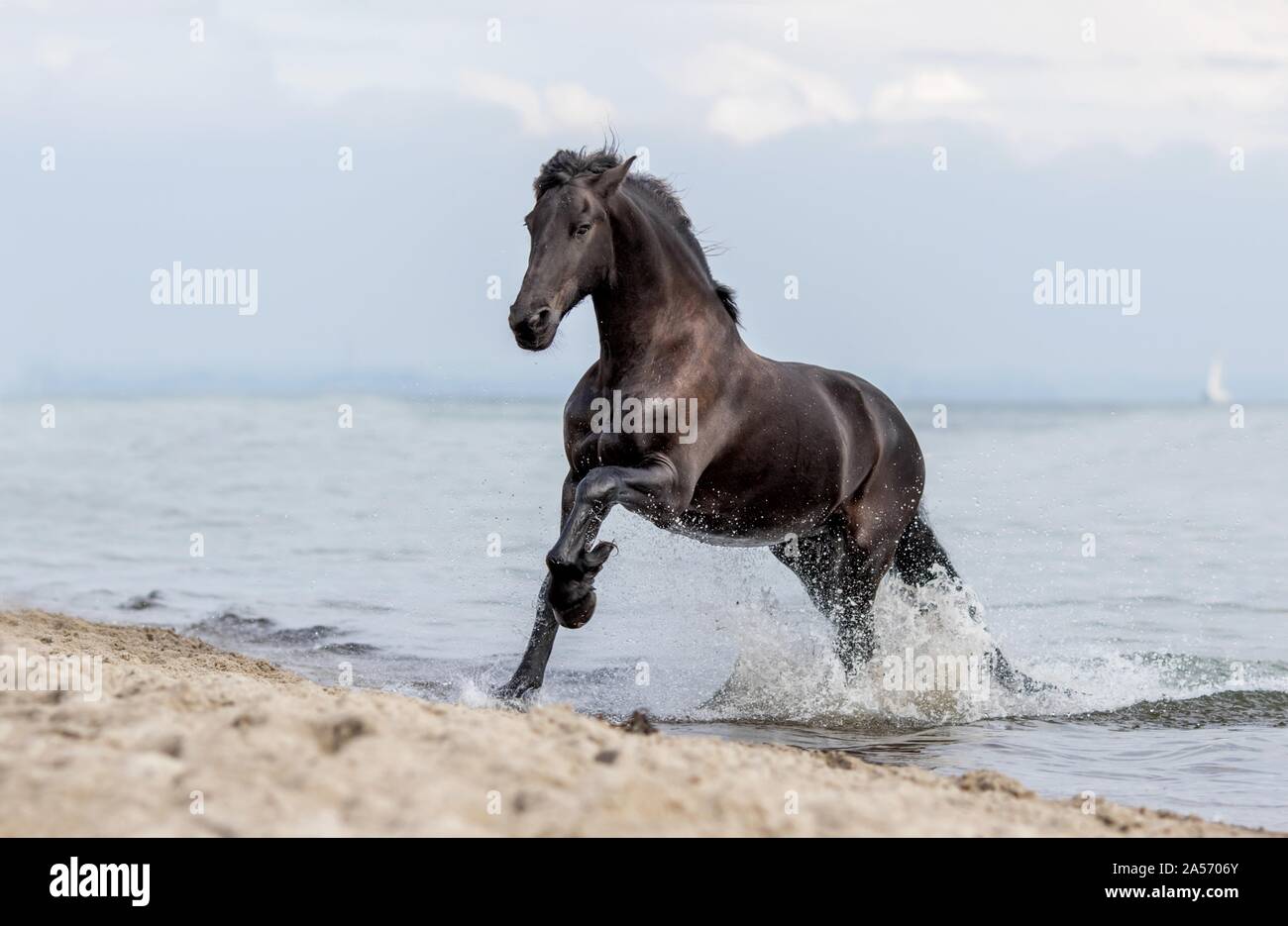 Le galop cheval Frison Banque D'Images