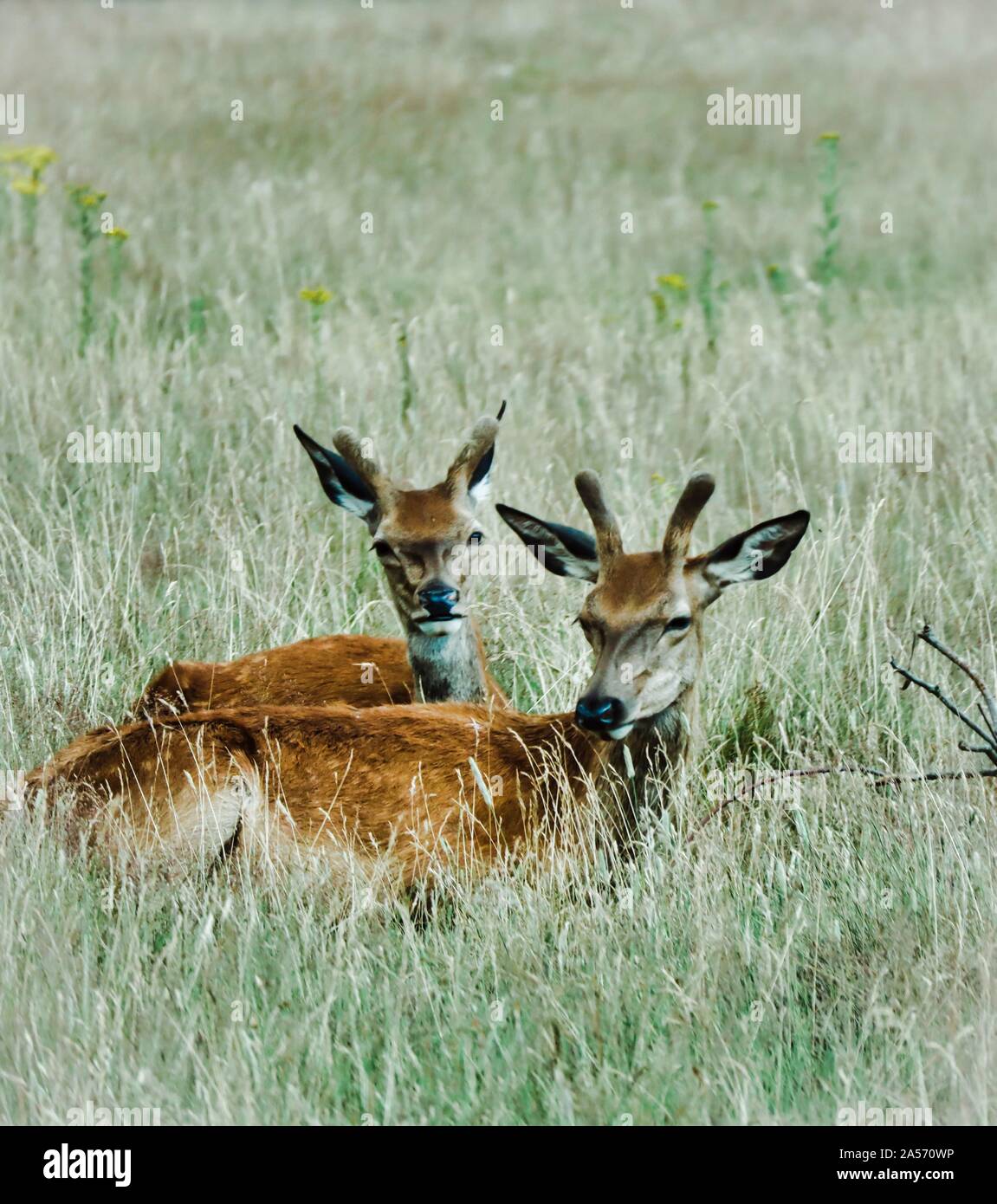 Deux brown deer dans les hautes herbes Banque D'Images