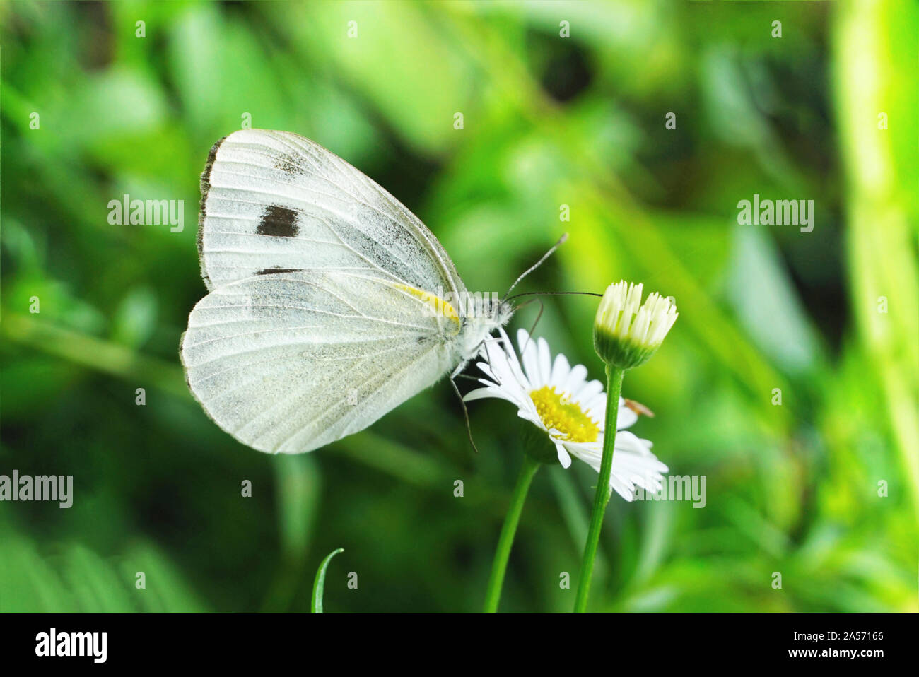 Papillon sur fleur avec tissu de fond vert Banque D'Images