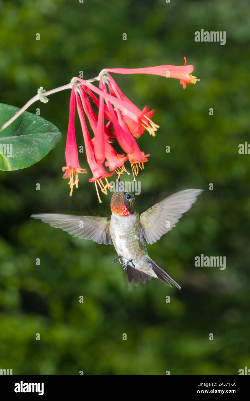 Homme Ruby-Throated Hummingbird. Banque D'Images