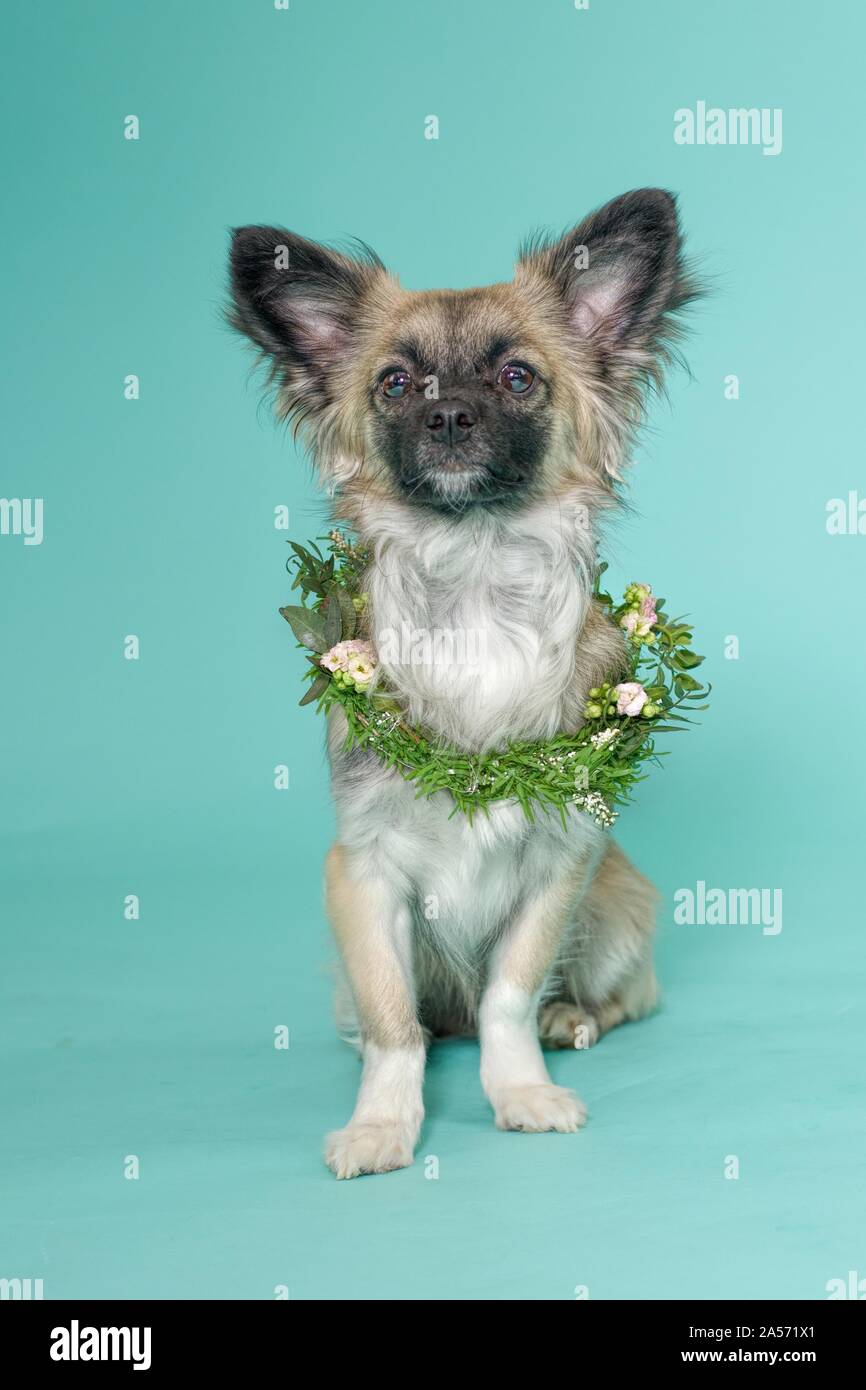 Chihuahua en studio Banque D'Images