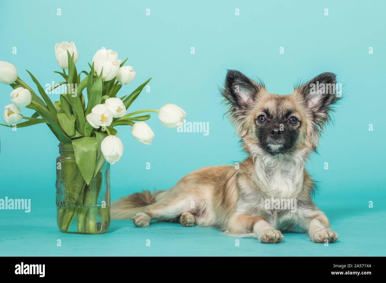 Chihuahua en studio Banque D'Images
