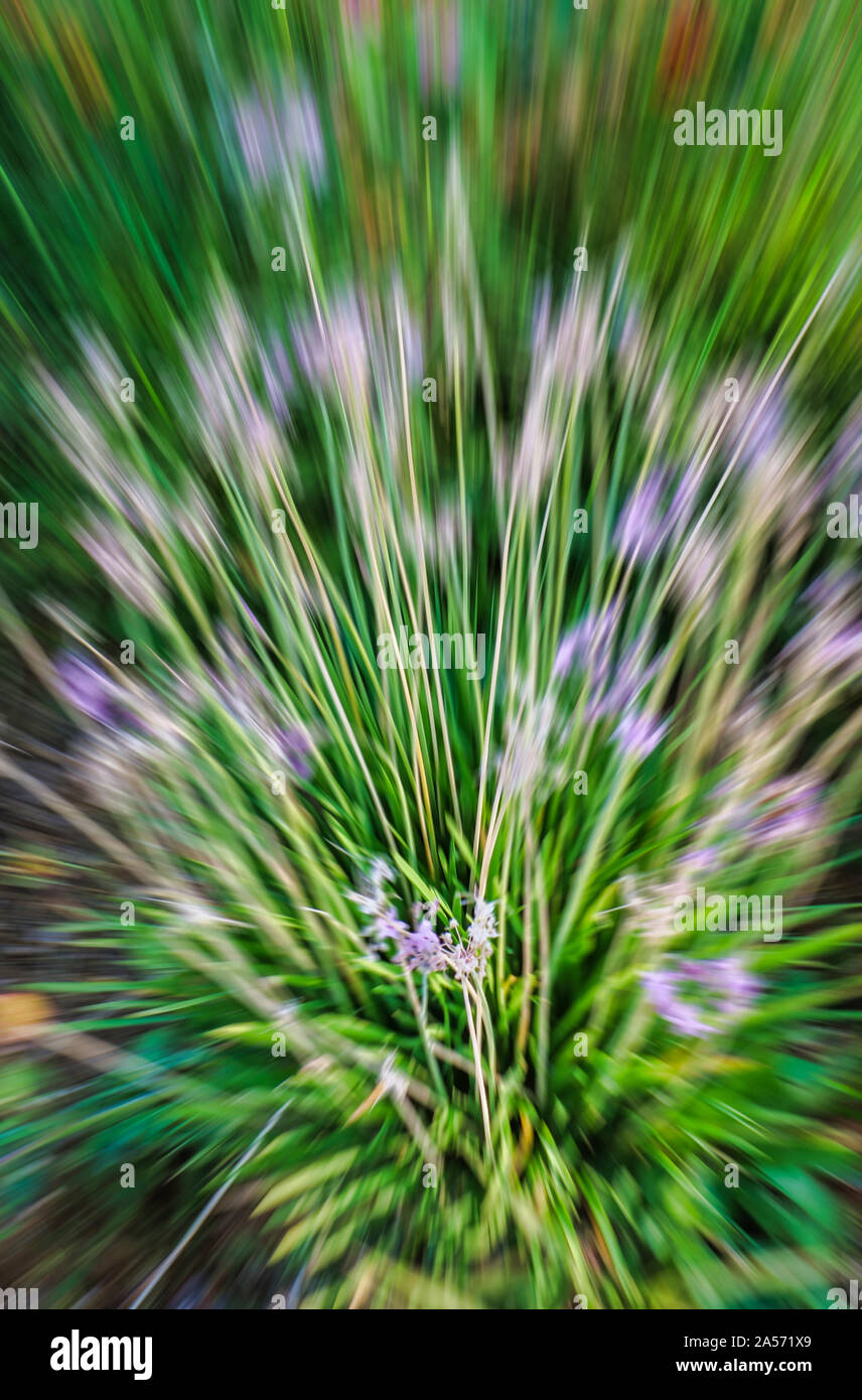 Résumé L'usine violet et vert Banque D'Images