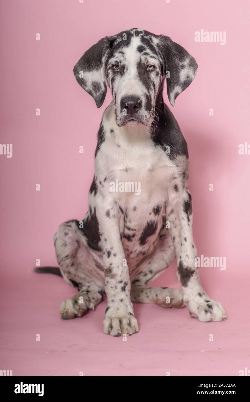 Les Jeunes Assis Grand Danois Photo Stock Alamy