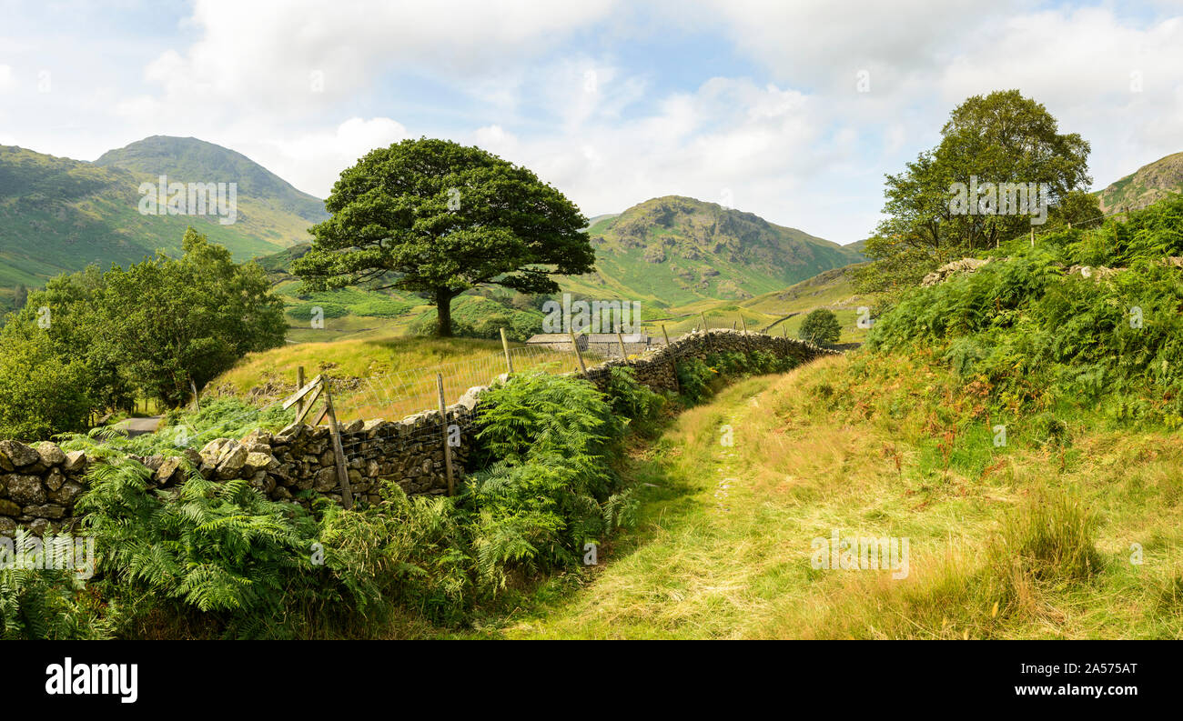 Vue d'un arbre isolé et au-delà de la lande Tilberthwaite de Little Langdale dans le Lake District. Banque D'Images