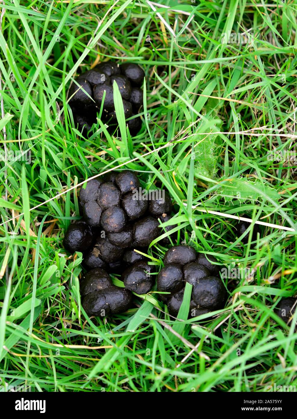 Crottes d'animaux Banque de photographies et d’images à haute — free download