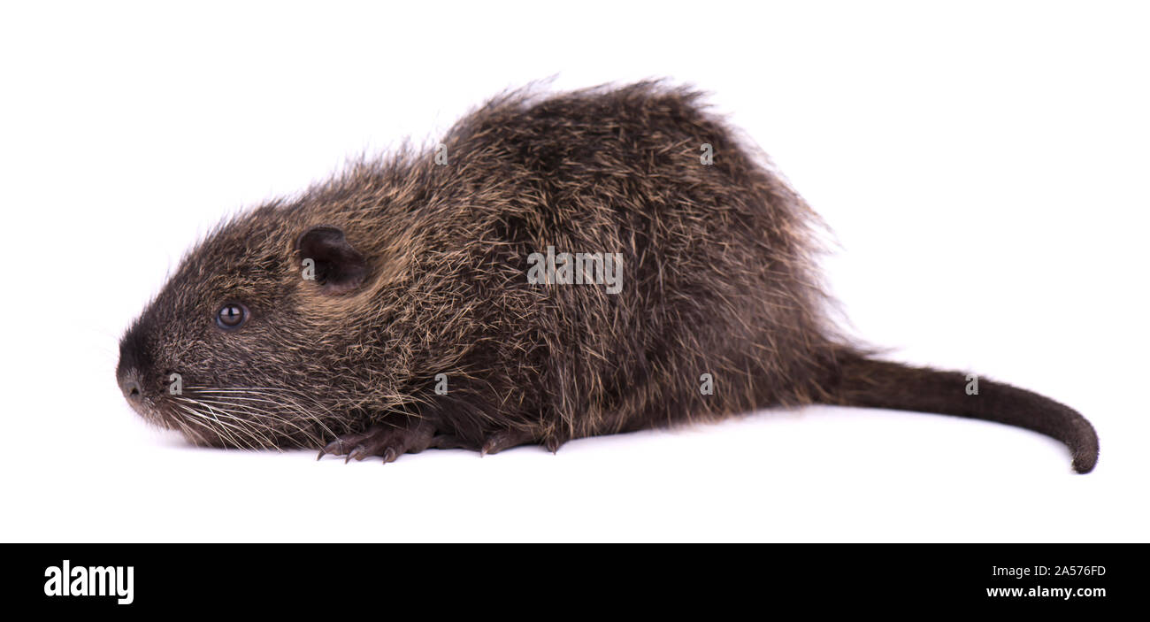 Bebe Ragondin Isole Sur Fond Blanc Un Brown Ragondin Myocastor Coypus Isoles Photo Stock Alamy