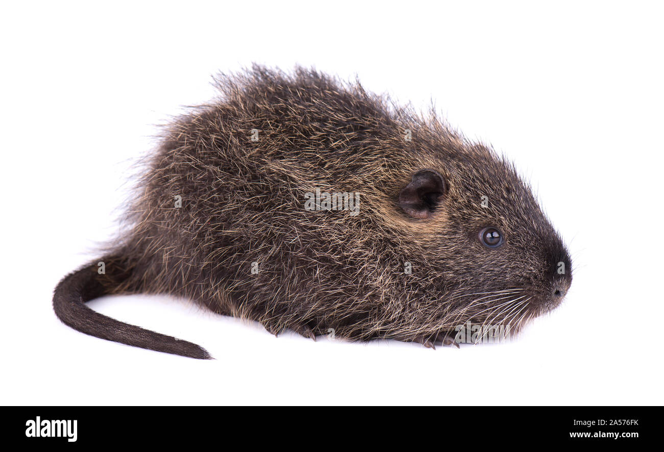 Bebe Ragondin Isole Sur Fond Blanc Un Brown Ragondin Myocastor Coypus Isoles Photo Stock Alamy