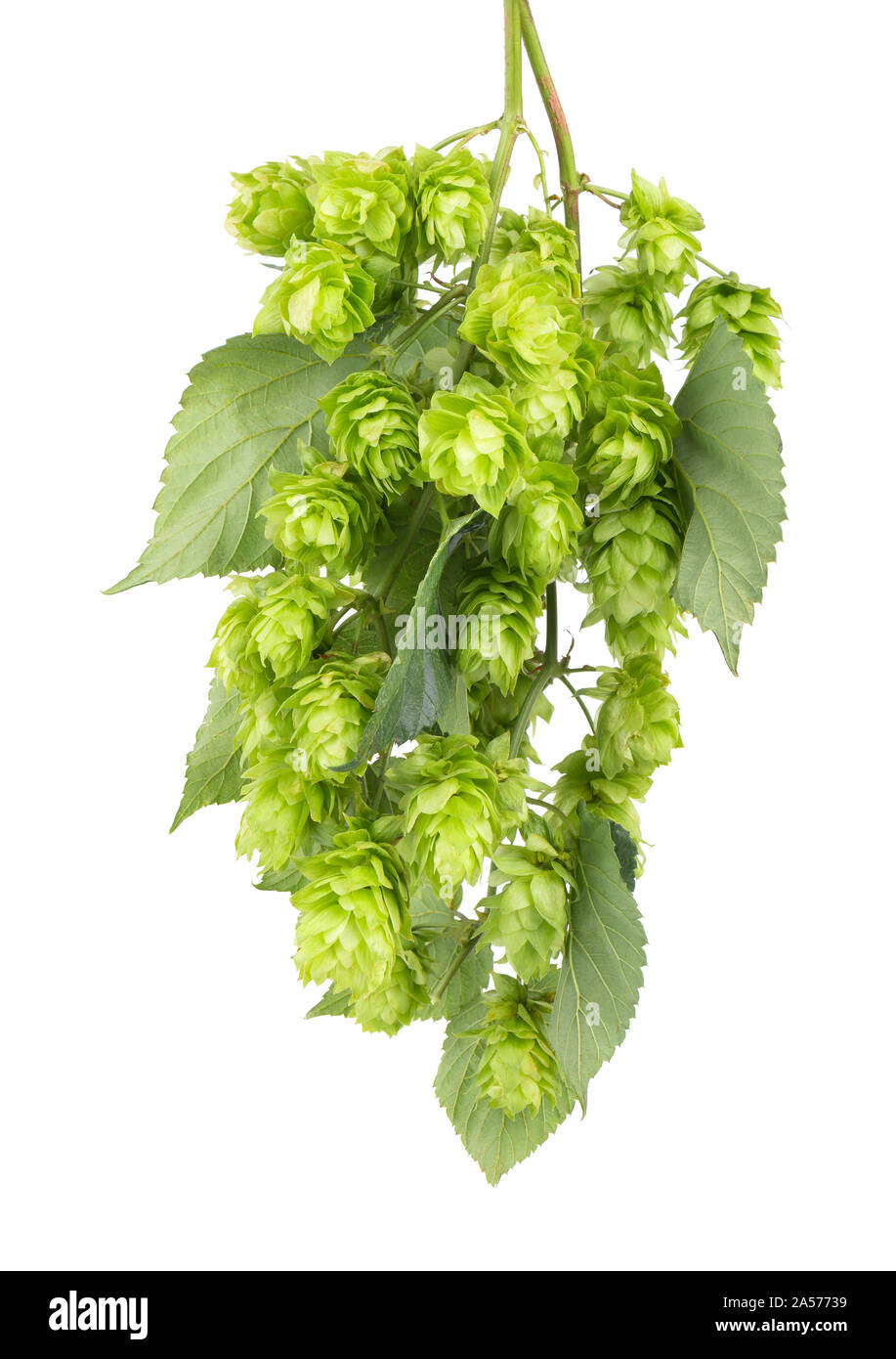 Hop, direction générale de vert frais isolé sur un fond blanc. Cônes de houblon pour faire de la bière et du pain. Close up. Banque D'Images