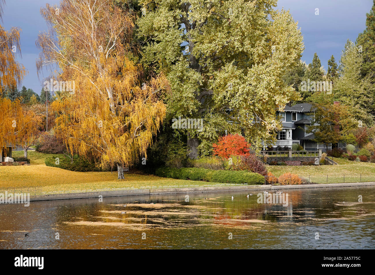 Le saule, le peuplier faux-tremble et peuplier transformer l'or et rouge le long de la rivière Deschutes dans le centre-ville de Bend, Oregon, à l'automne lors de la mi-octobre. Banque D'Images