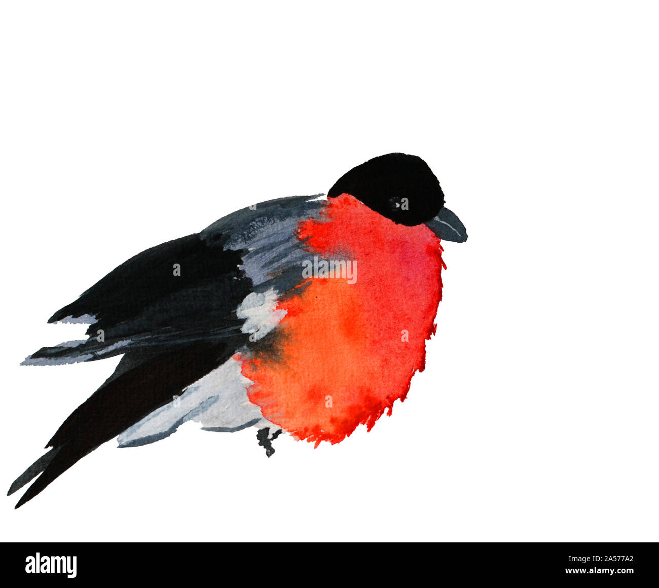 Bullfinch d'hiver sur l'épinette avec neige à l'hiver isolé Banque D'Images