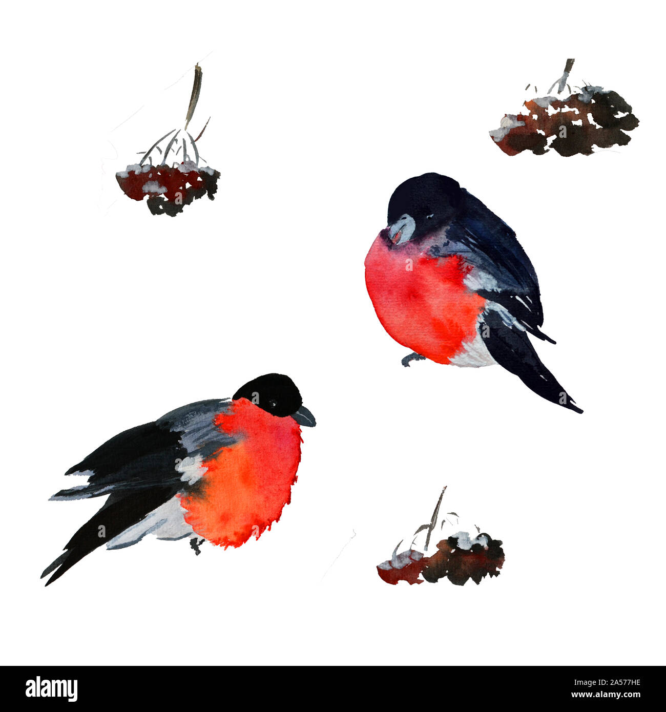 Bullfinch d'hiver sur l'épinette avec neige à l'hiver isolé Banque D'Images