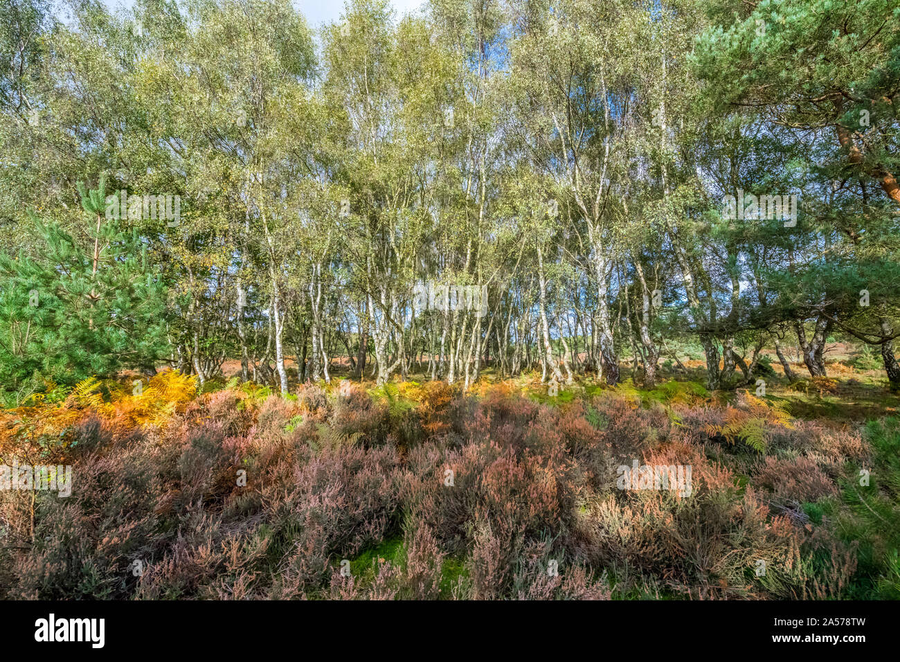 Les bouleaux d'argent et Heather dans une clairière. Banque D'Images