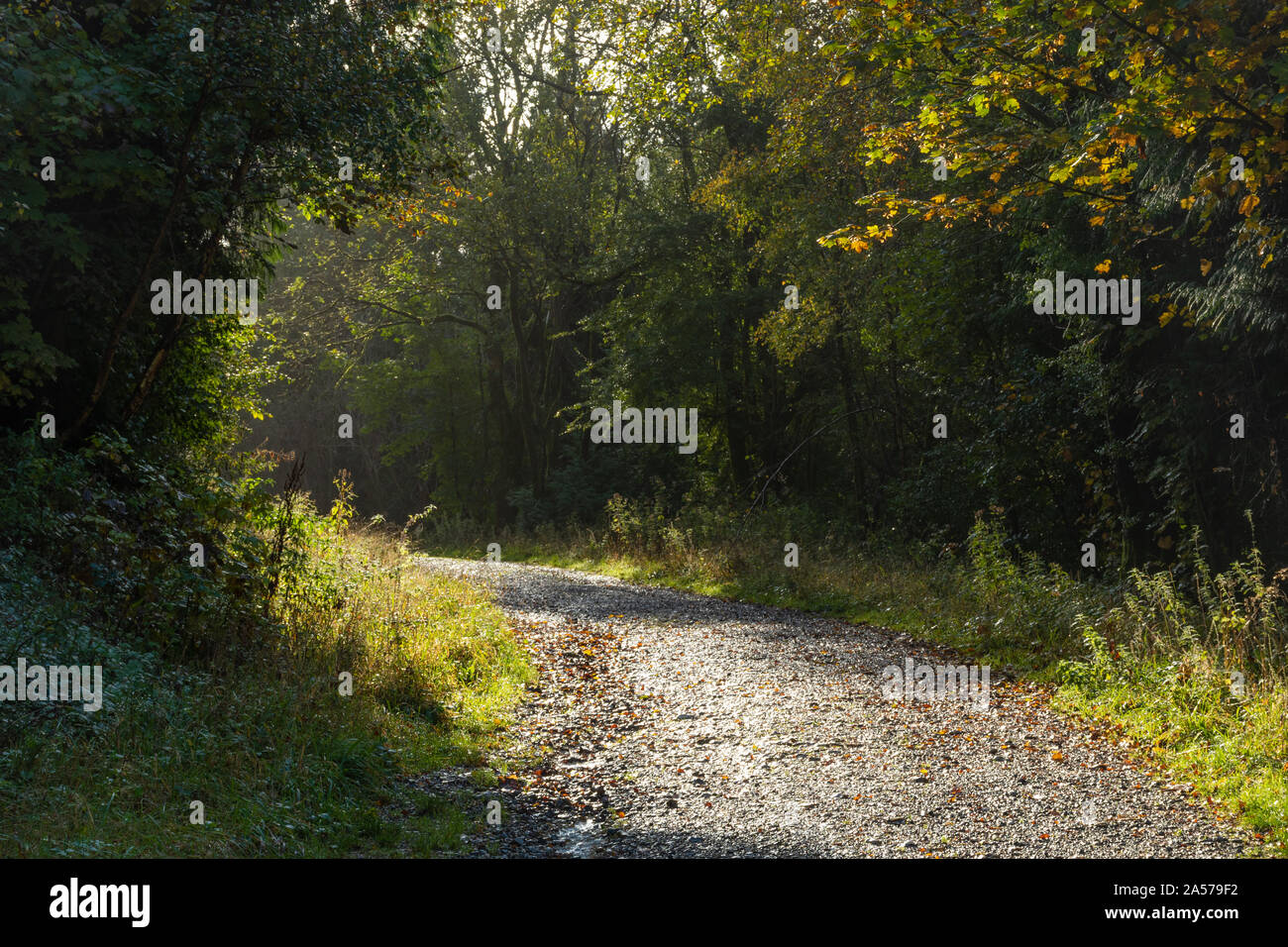 Sentier forestier au Queen Elizabeth Country Park dans le parc national des South Downs, Hampshire, Royaume-Uni. Banque D'Images