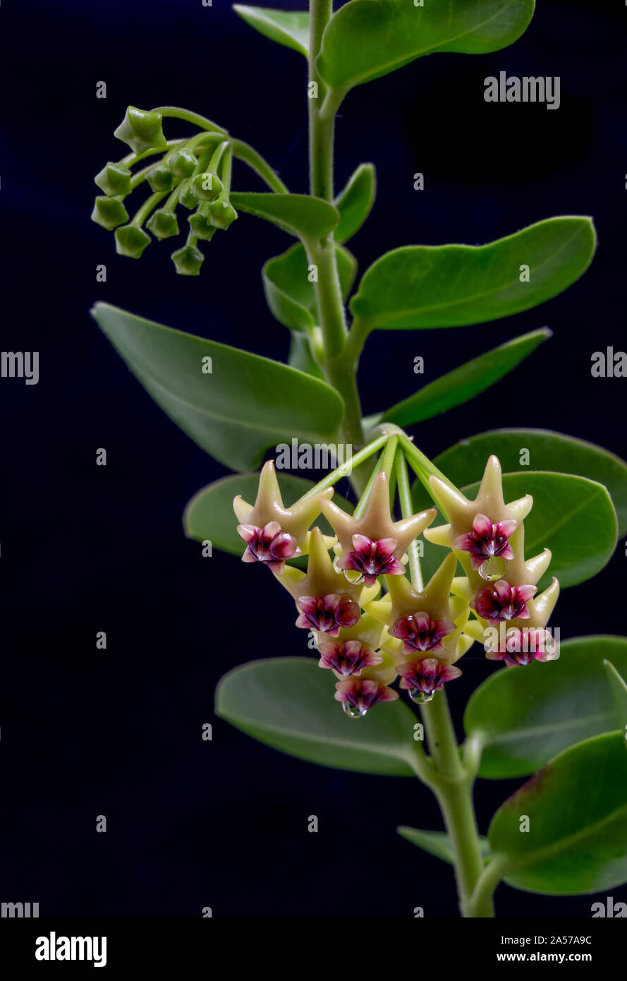 Fleur de cire de Cumming, Hoya, cummingiana des Philippines Banque D'Images