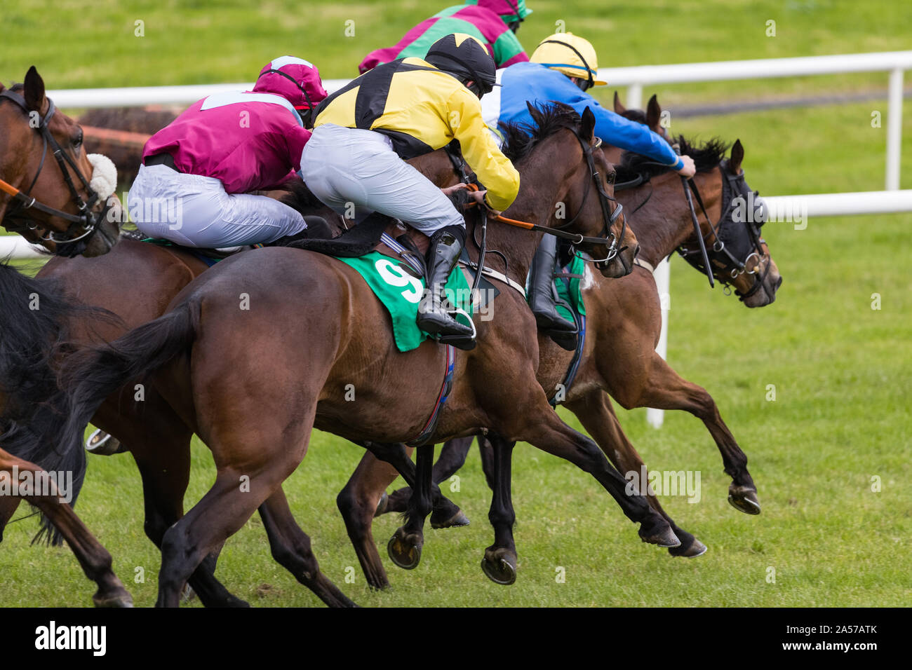 Course de chevaux de sport action au galop Banque de photographies et d ...
