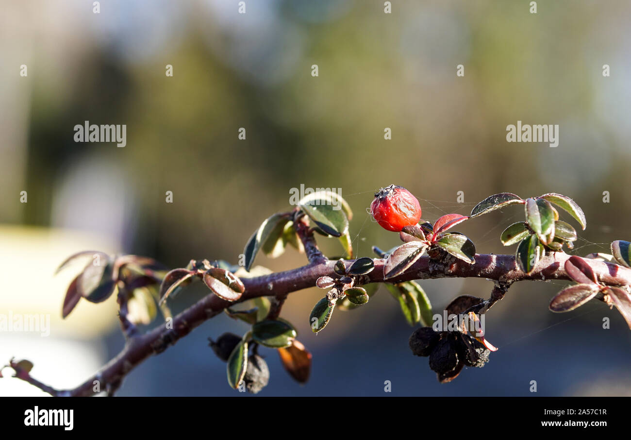 Ripe Fruit Grenade coloré sur branche d'arbre. Banque D'Images